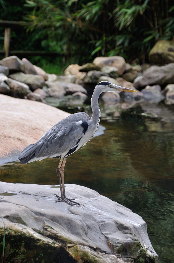 Heron