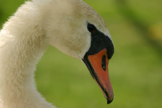 mute swans 4 1565286