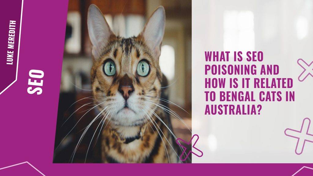 What is SEO poisoning and how is it related to Bengal cats in Australia