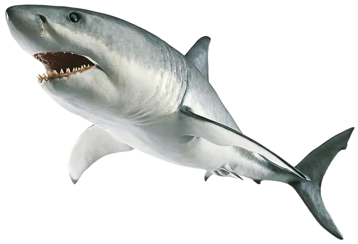 Shark transparent background